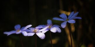 Jakie soki na oczyszczenie wątroby? Jakie soki na oczyszczenie wątroby?