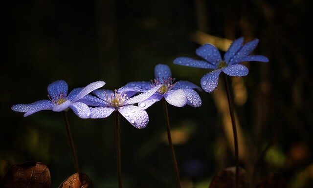 Jakie soki na oczyszczenie wątroby?