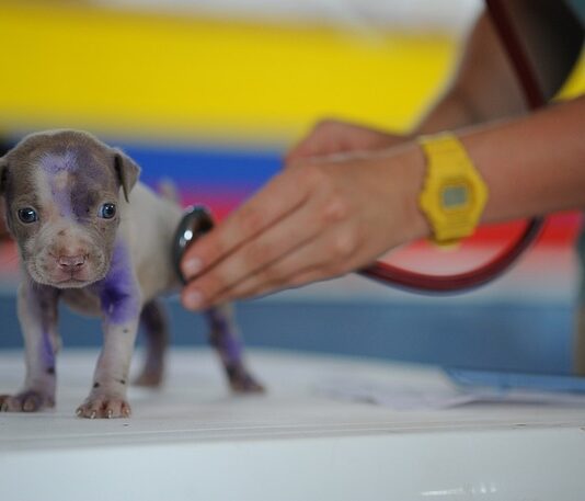 Czy technik weterynarii musi mieć prawo jazdy? Czy technik weterynarii musi mieć prawo jazdy?