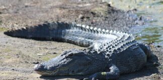 Jak opala samoopalacz? Jak opala samoopalacz?