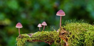 Jakie są rodzaje probówek? Jakie są rodzaje probówek?