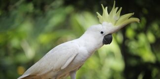 Jaka jest norma MCV? Jaka jest norma MCV?