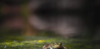 Czy gady mają zęby?