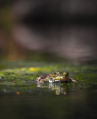 Czy gady mają zęby?