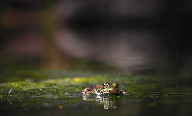 Czy gady mają zęby?