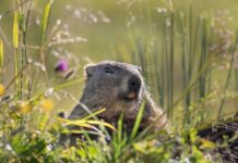 Czy Świstaka można trzymać w domu? Czy Świstaka można trzymać w domu?