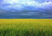 Jak długo można stosować Chlorellę? Jak długo można stosować Chlorellę?