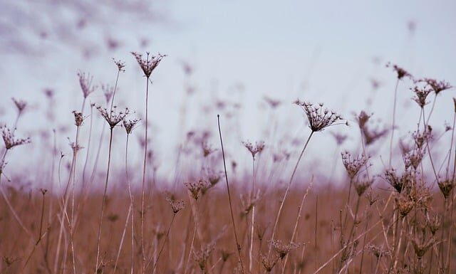 Na co pomaga sok z marchwi?